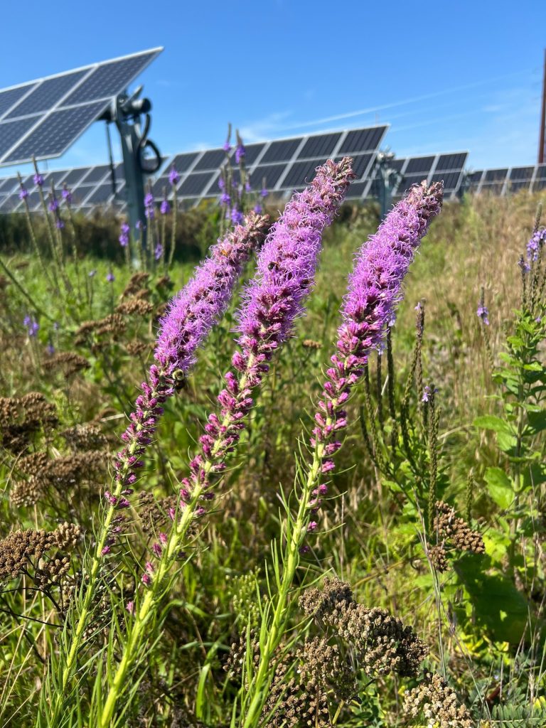A solar power array in a field with native flowers