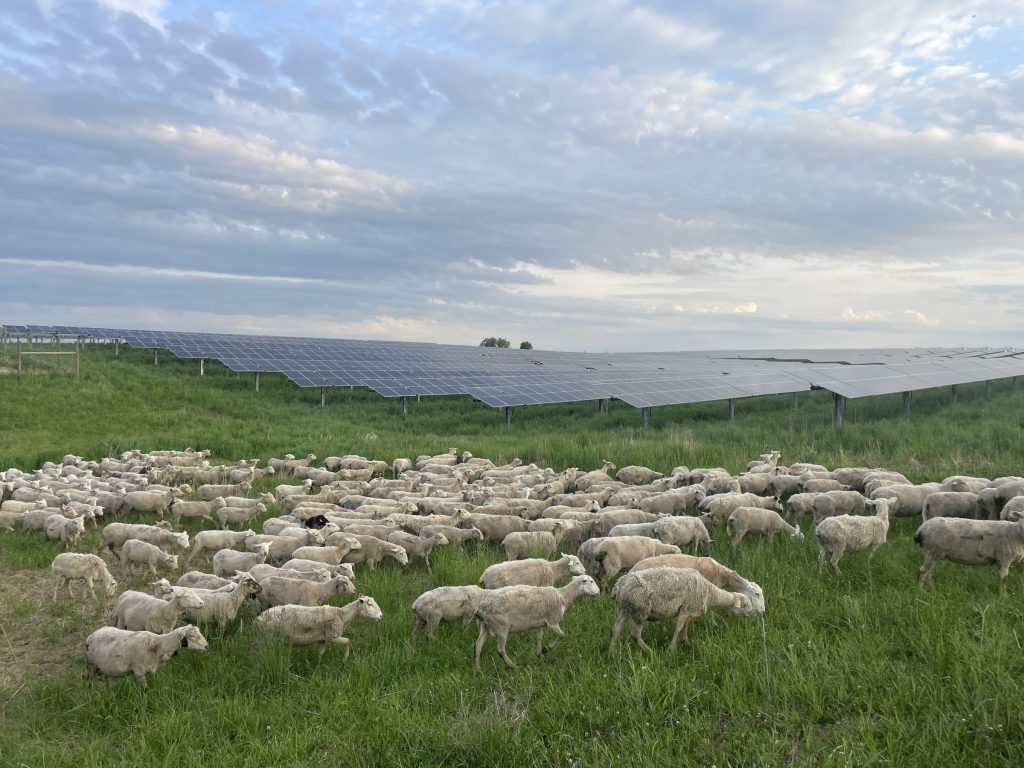 Sheep grazing on a solar farm.