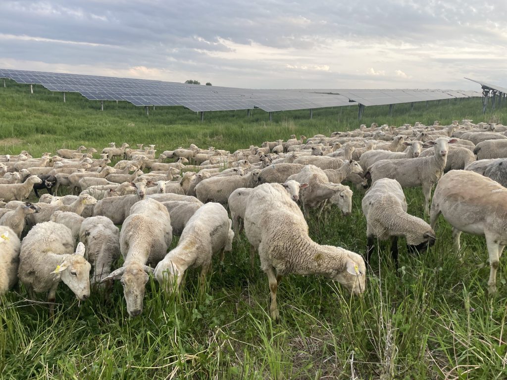 Sheep grazing next to solar panels