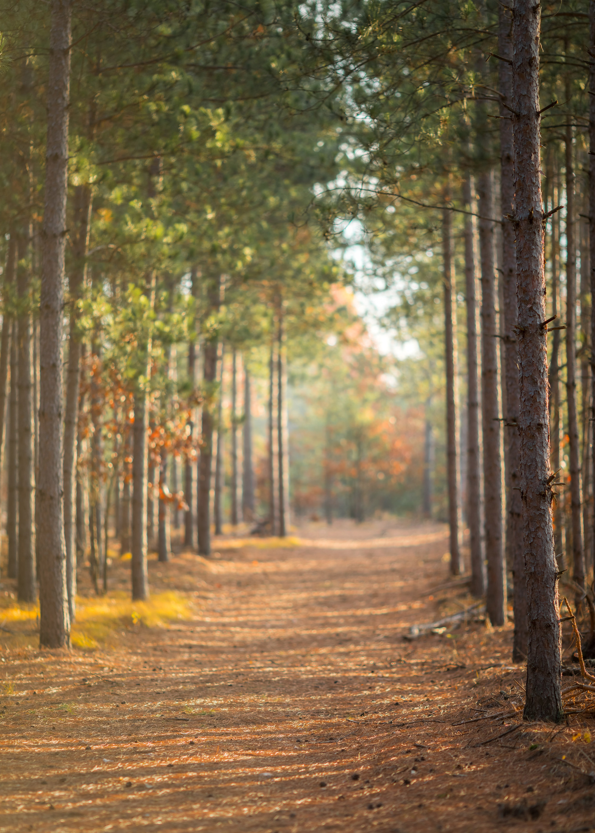 A path through the trees in autumn.