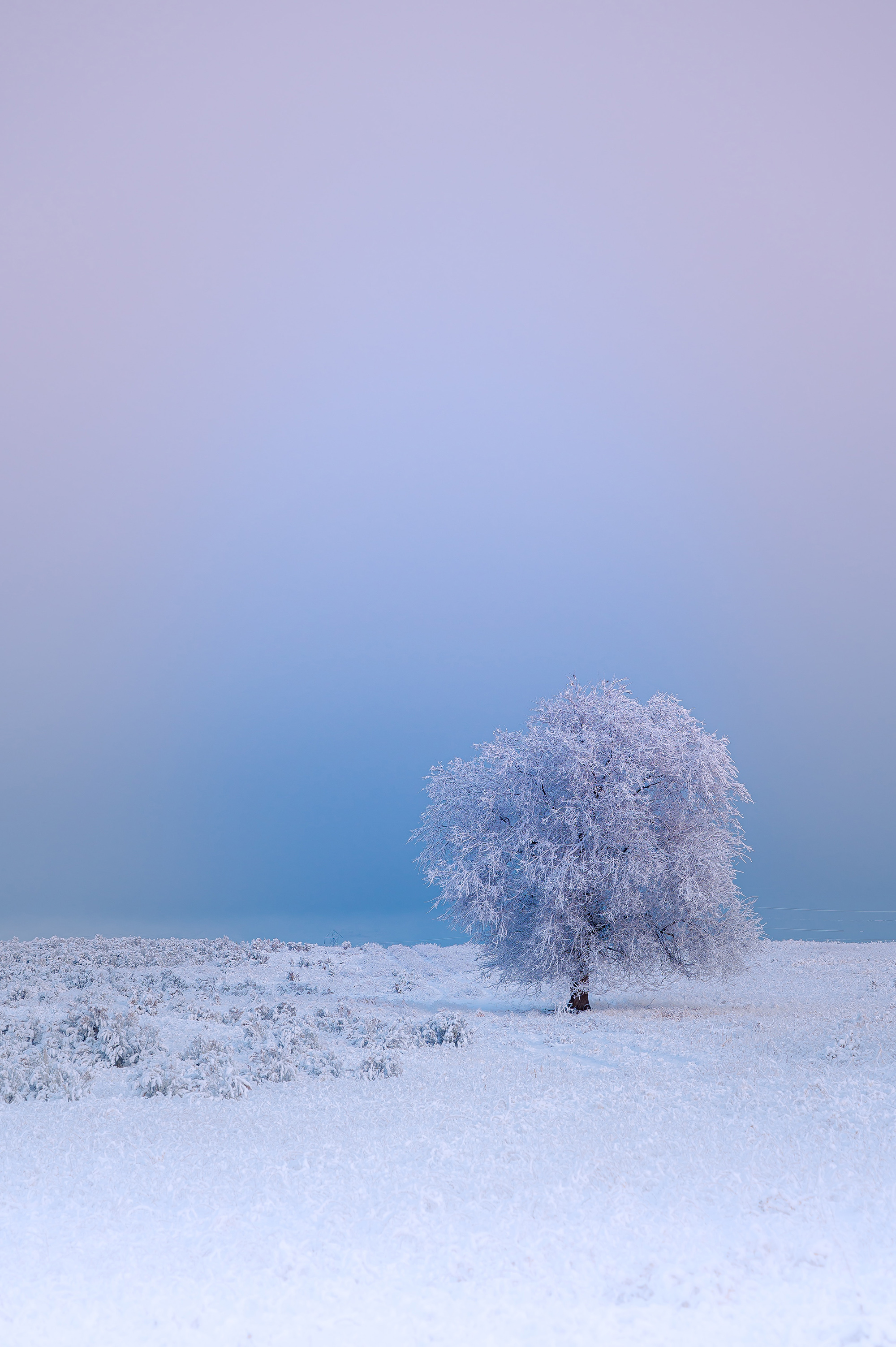 A snow covered tree in a snow covered field.